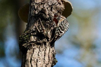 コゲラ 秋ヶ瀬公園(ピクニックの森) 2022年10月30日(日)