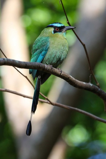 Lesson's Motmot Muyil Ruins Wed, 1/10/2018