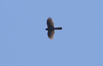 Eurasian Goshawk Osaka castle park Wed, 11/9/2022