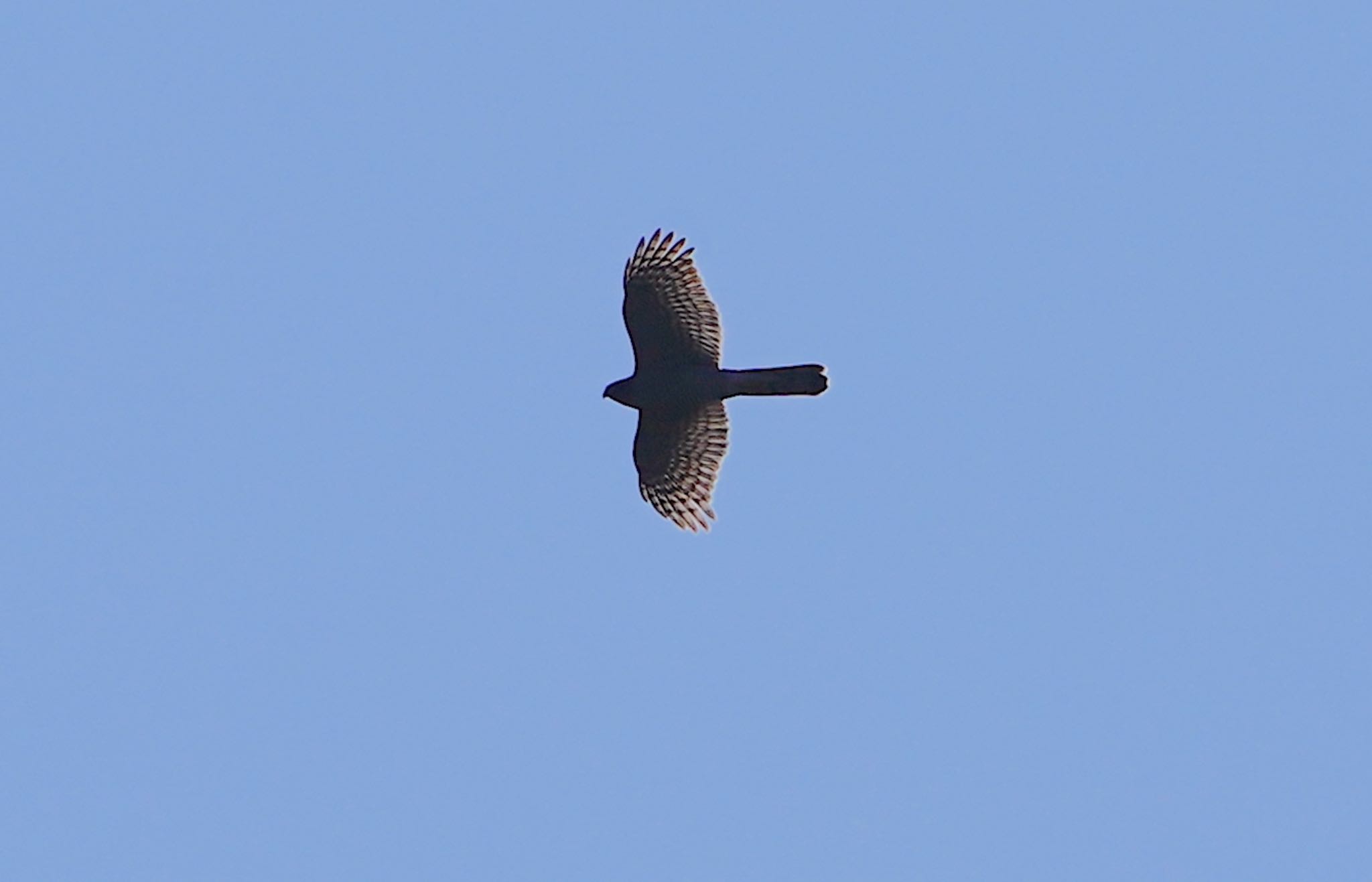 Photo of Eurasian Goshawk at Osaka castle park by アルキュオン