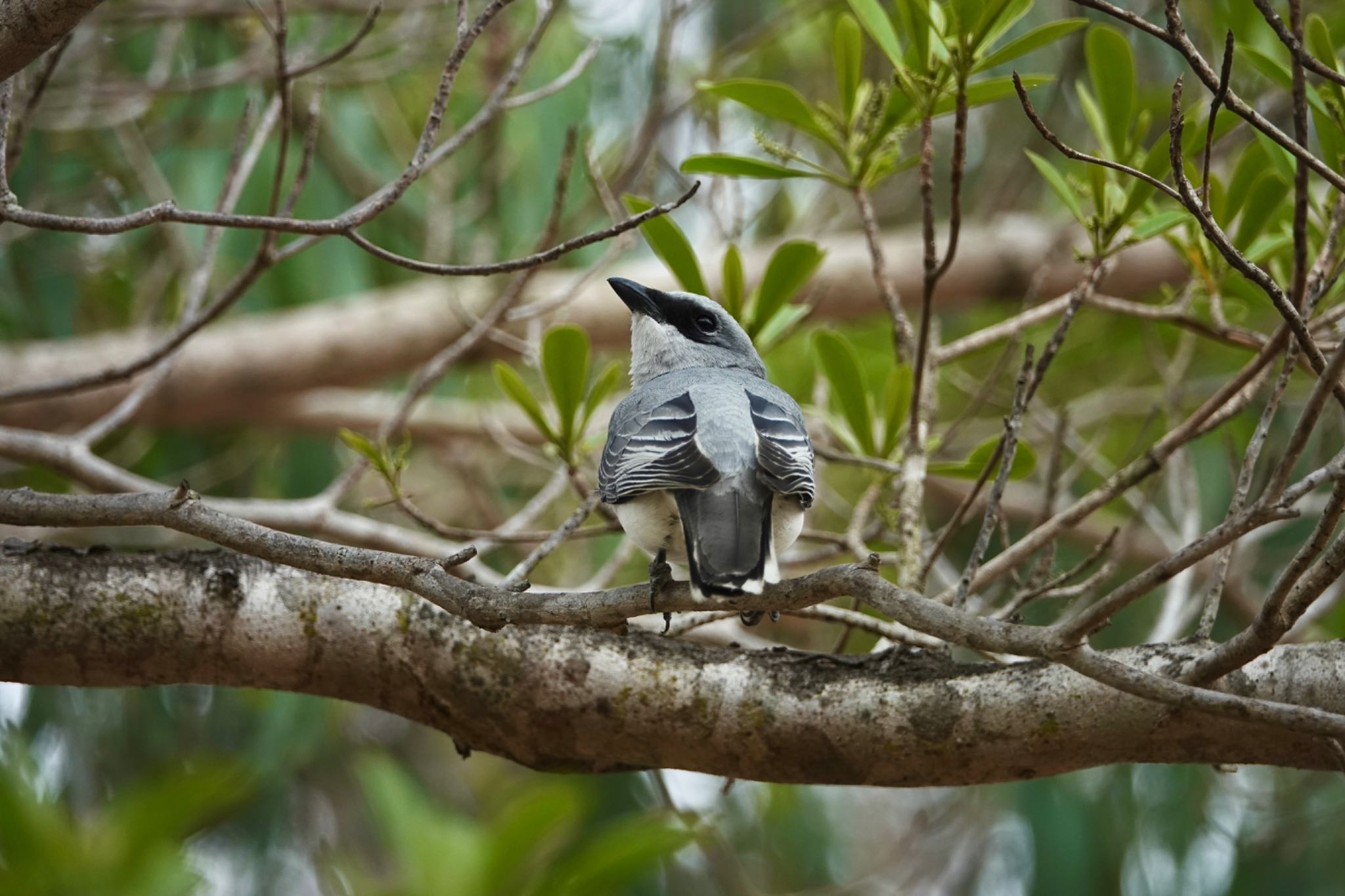 White-bellied Cuckooshrike