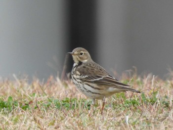 タヒバリ ふなばし三番瀬海浜公園 2022年11月5日(土)