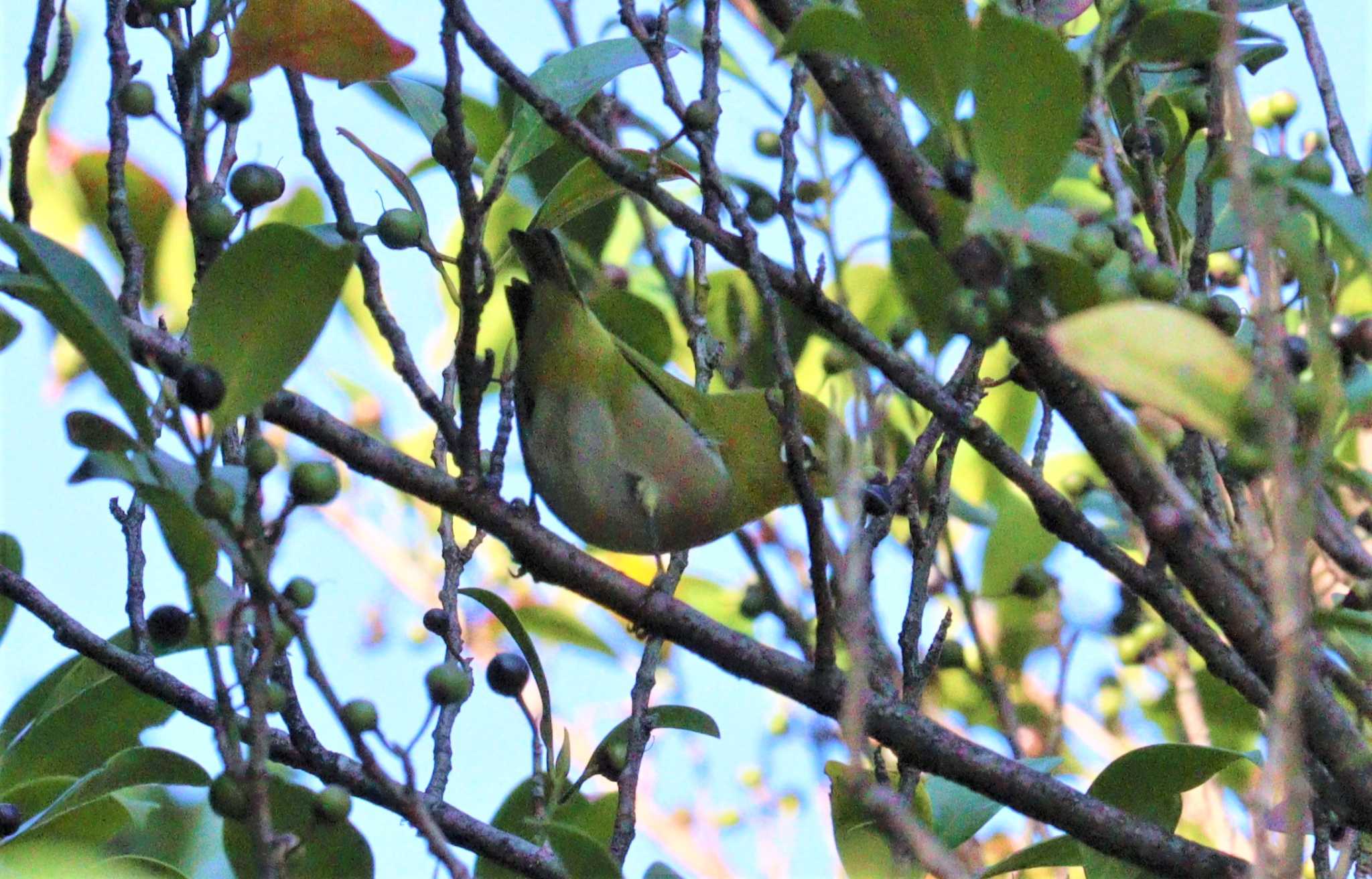 Warbling White-eye