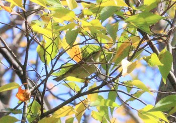 Kamchatka Leaf Warbler 鶴舞公園(名古屋) Wed, 11/9/2022
