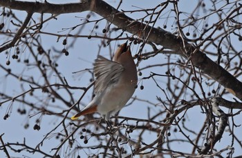 Bohemian Waxwing Unknown Spots Thu, 2/22/2018