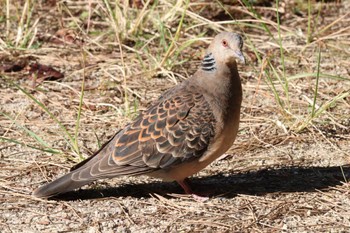 2022年11月9日(水) 鶴舞公園(名古屋)の野鳥観察記録