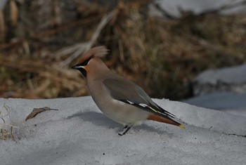 Bohemian Waxwing Unknown Spots Thu, 2/22/2018