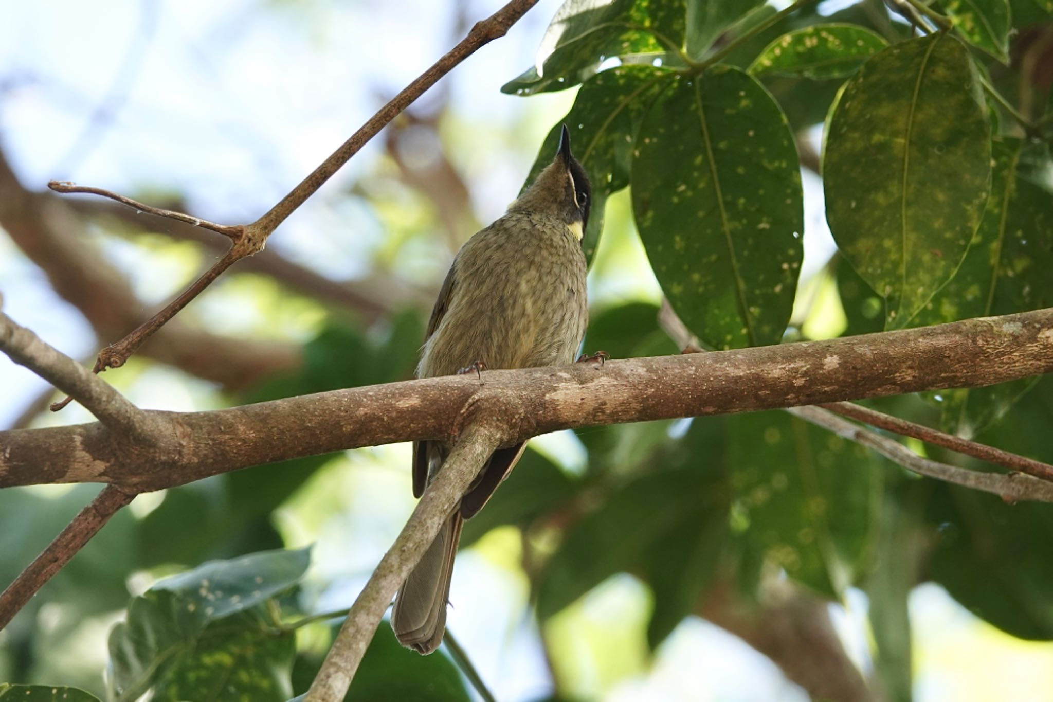 Photo of Lewin's Honeyeater at Hasties Swamp National Park by のどか