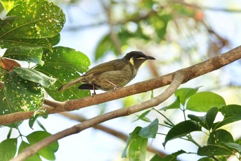 Lewin's Honeyeater Hasties Swamp National Park Tue, 10/4/2022