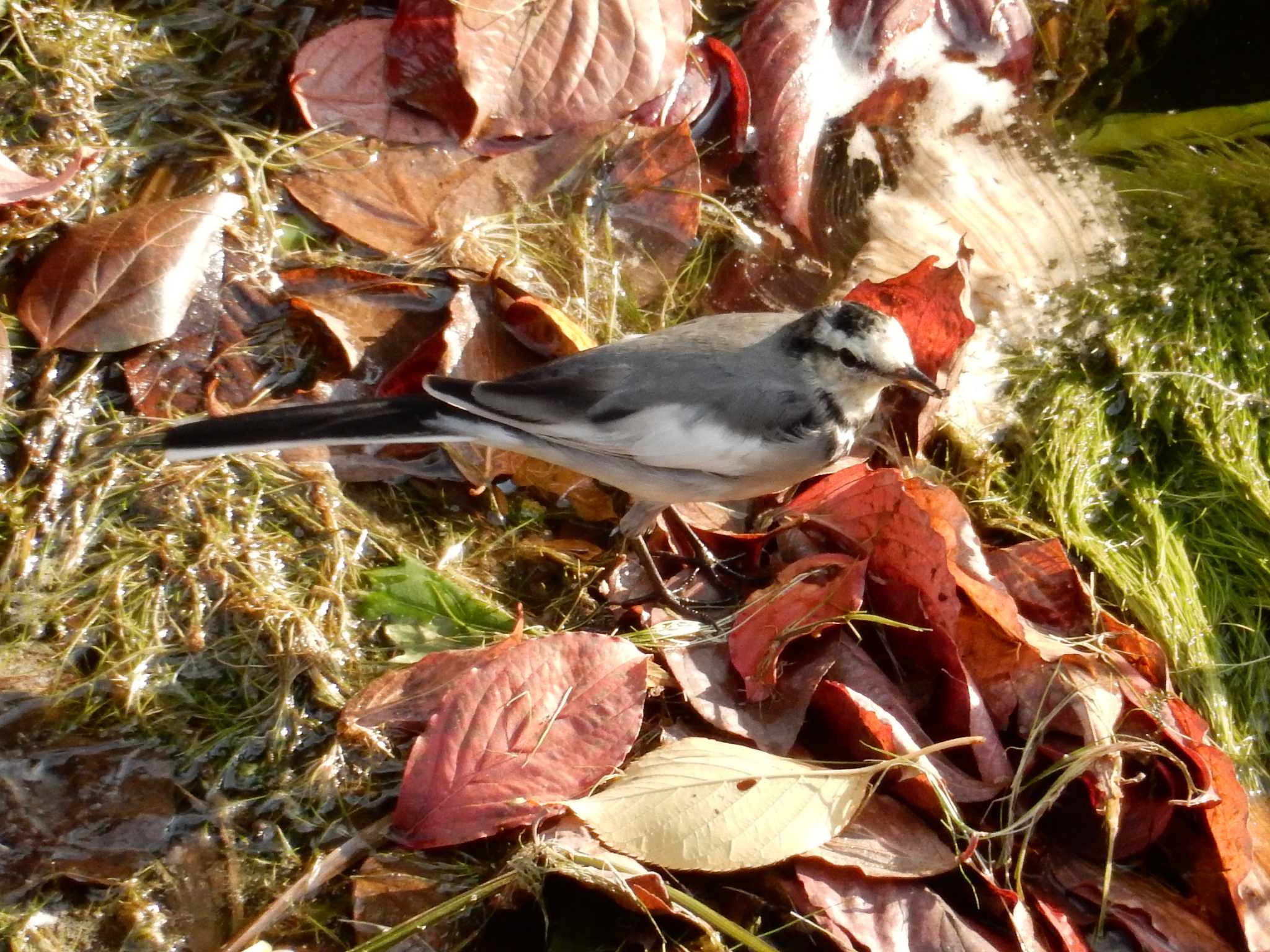 平和の森公園、妙正寺川 ハクセキレイの写真