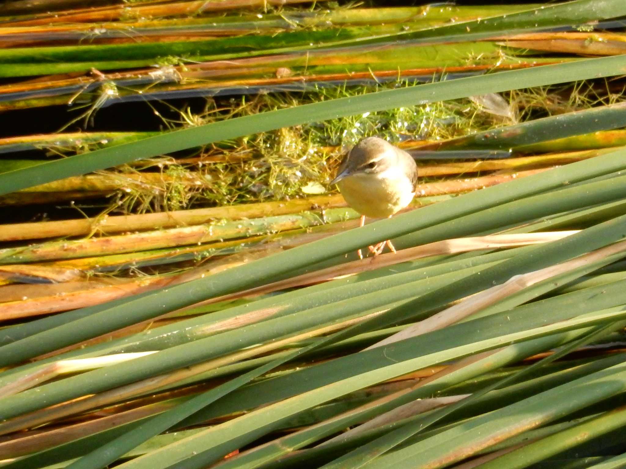 Grey Wagtail