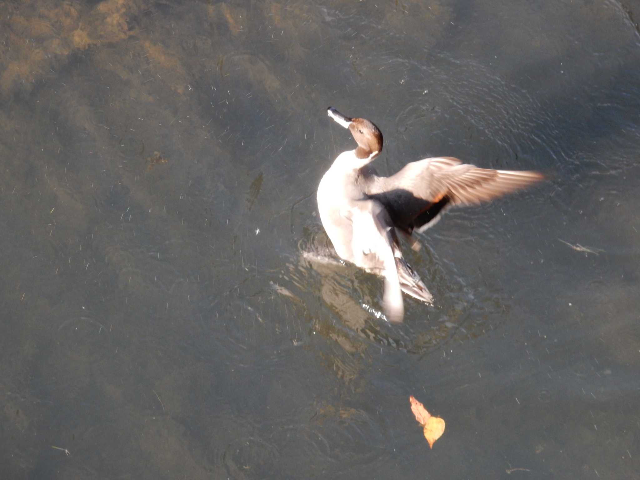 Northern Pintail