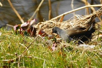 Common Moorhen Nogawa Unknown Date