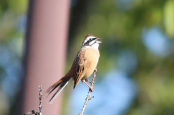 Meadow Bunting 馬見丘陵公園 Thu, 11/3/2022