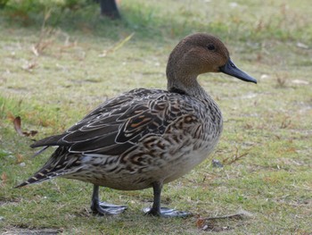 2022年11月5日(土) 手賀沼の野鳥観察記録