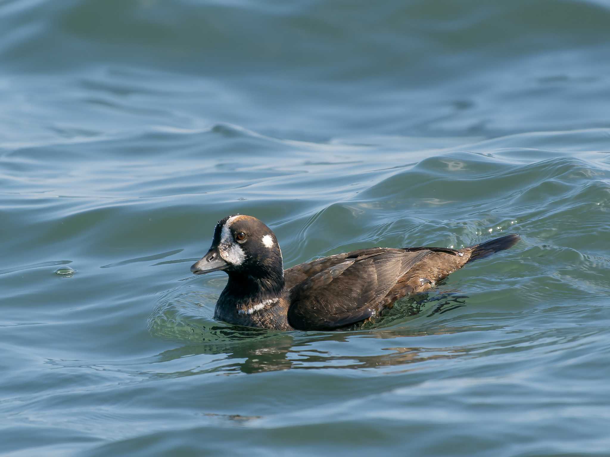 平磯海岸 シノリガモの写真