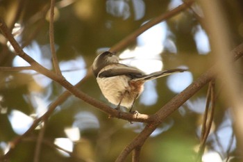 Long-tailed Tit Mitsuike Park Thu, 2/15/2018
