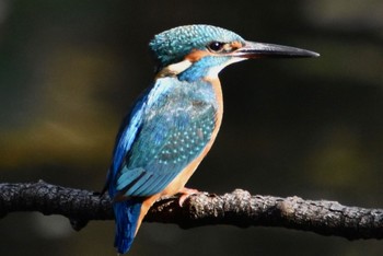 Common Kingfisher 練馬区 Tue, 11/8/2022