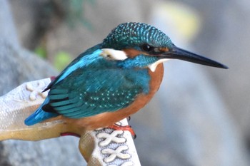 Common Kingfisher 石神井川 Tue, 11/8/2022