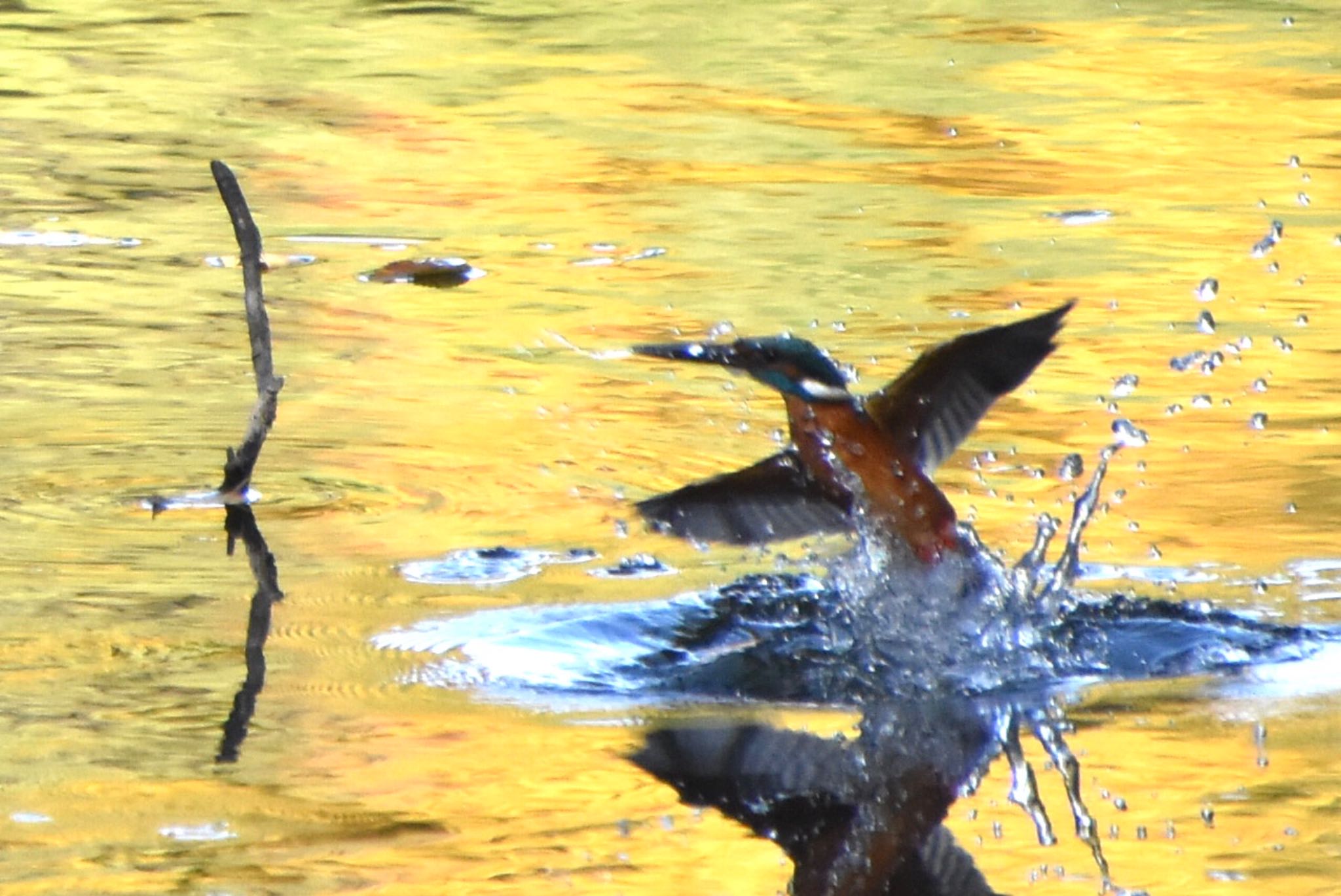 錦秋の池で、水浴びシルエット