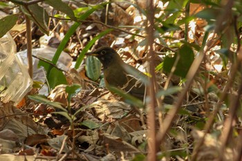 Brown-headed Thrush Mitsuike Park Thu, 2/15/2018