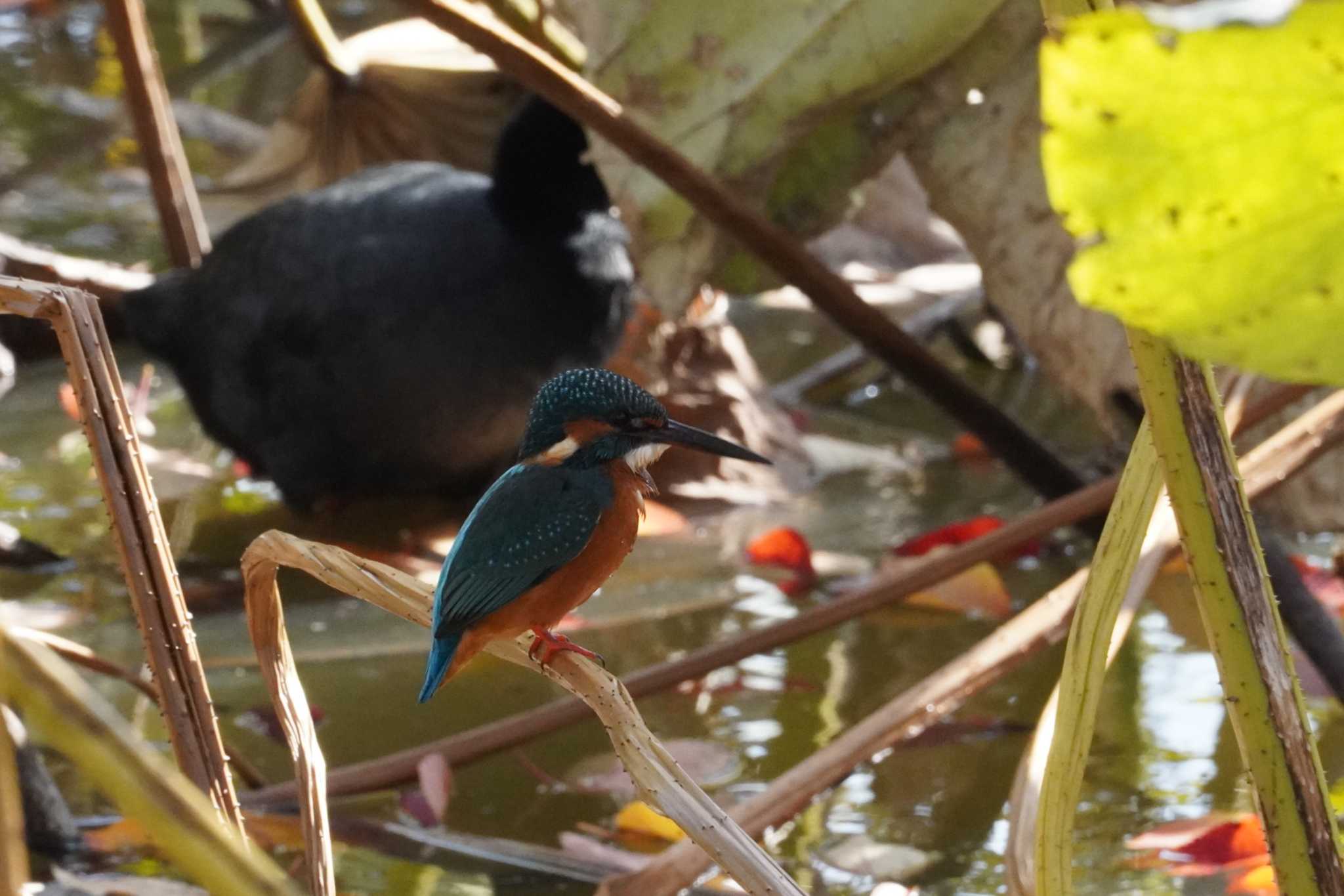 不忍池(上野恩賜公園) カワセミの写真