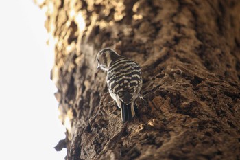 Japanese Pygmy Woodpecker Mitsuike Park Thu, 2/15/2018