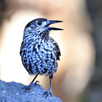 2022年11月9日(水) 奥庭荘(富士山)の野鳥観察記録