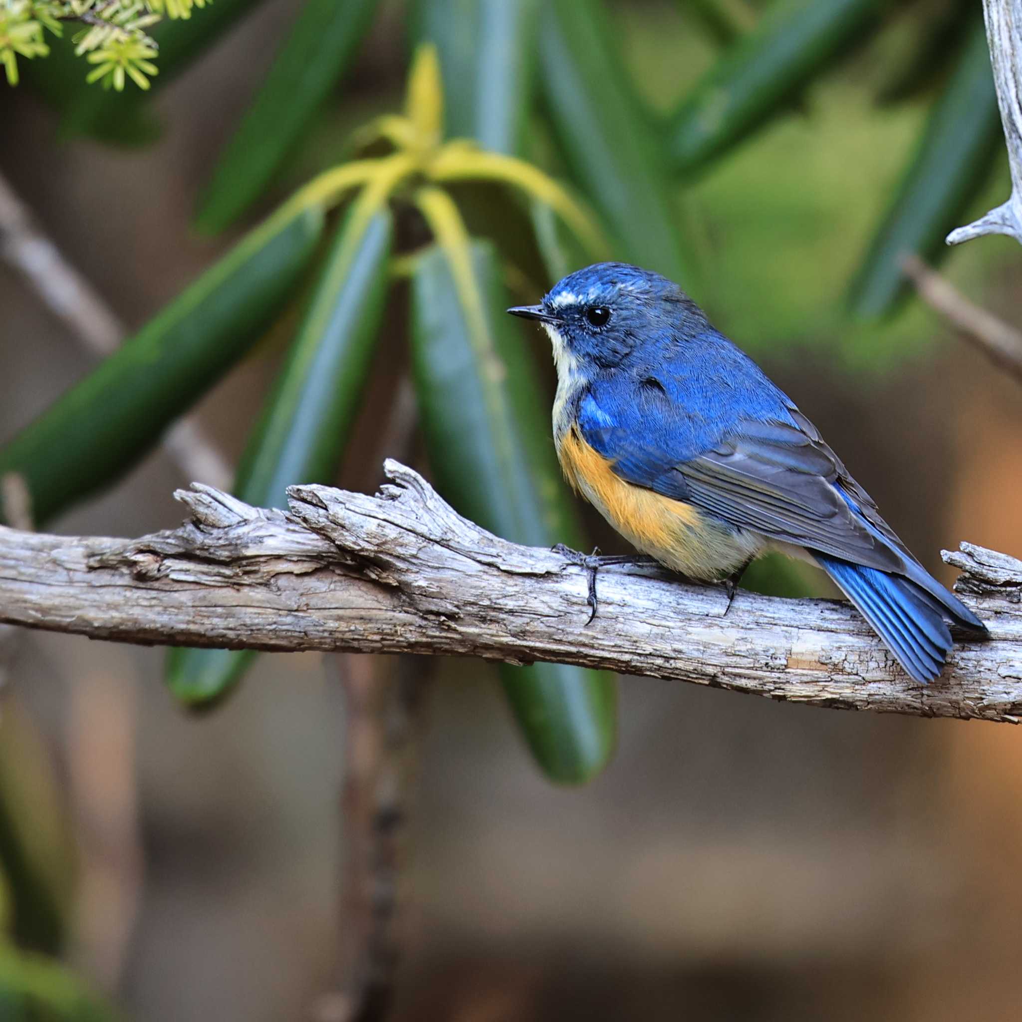 Red-flanked Bluetail