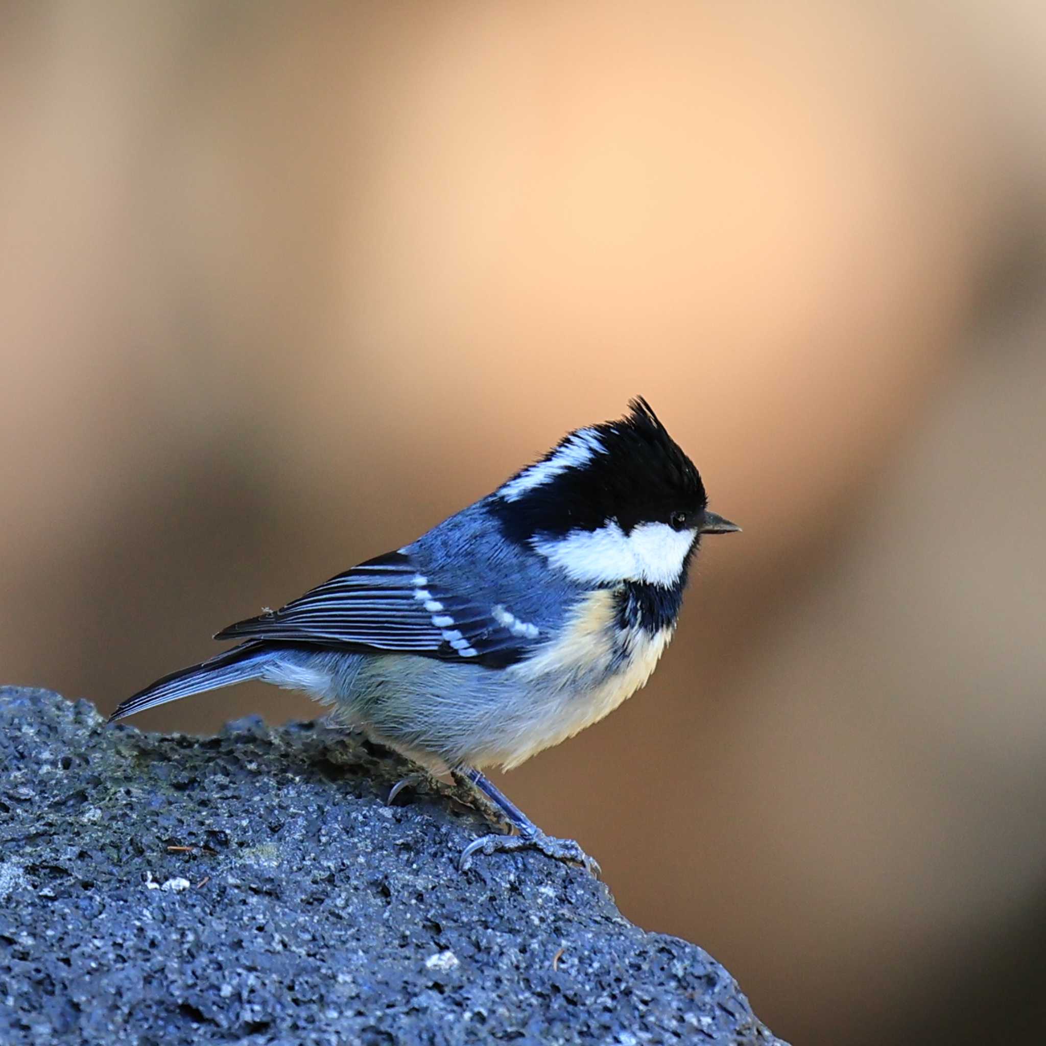 Coal Tit