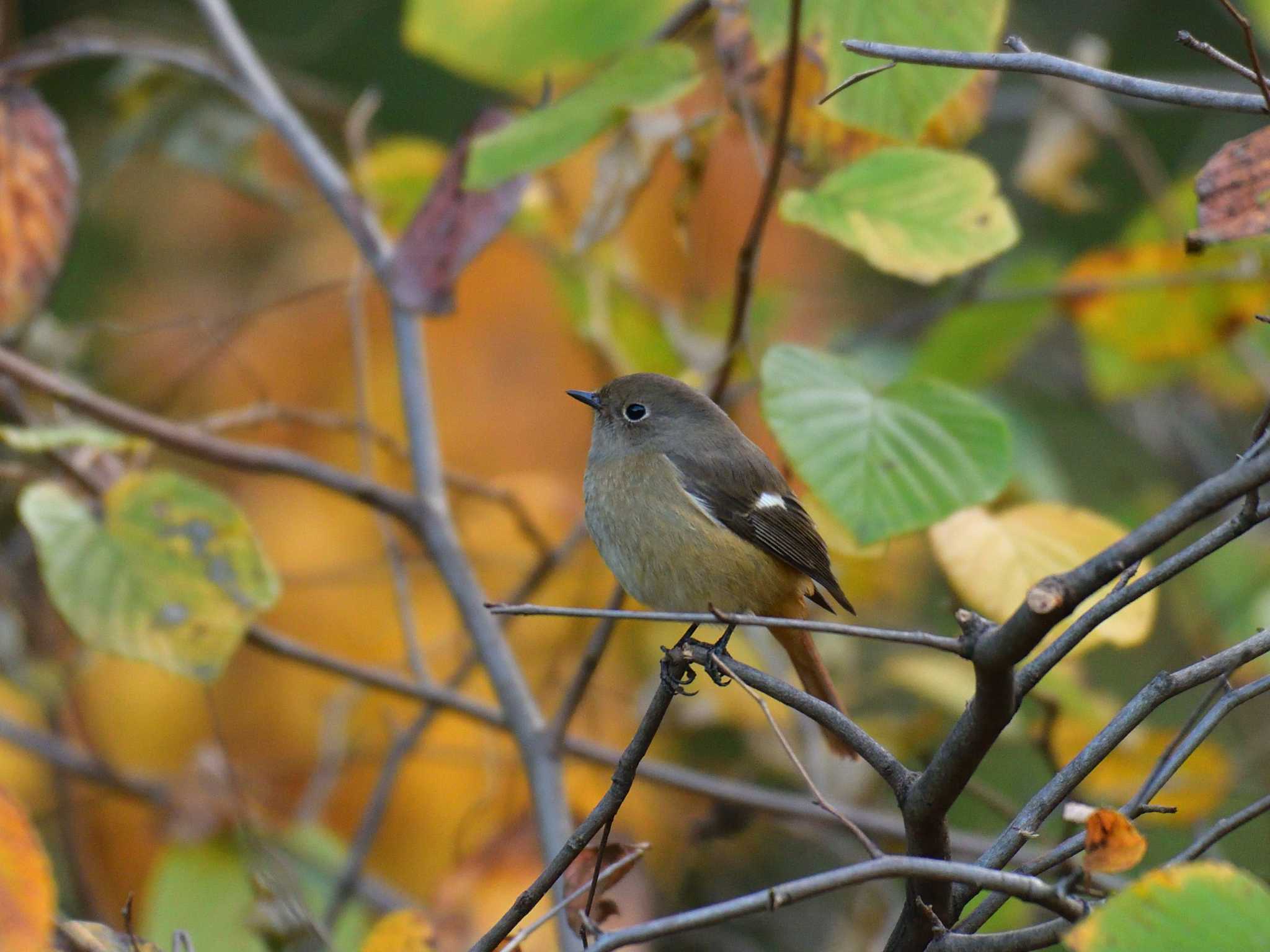 東京港野鳥公園 ジョウビタキの写真