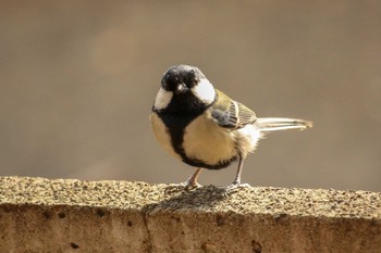 Japanese Tit Mitsuike Park Thu, 2/15/2018