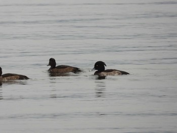 2022年11月5日(土) 琵琶湖の野鳥観察記録