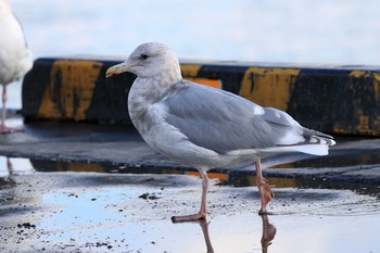 ワシカモメ 苫小牧漁港 2017年12月2日(土)