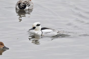 Smew