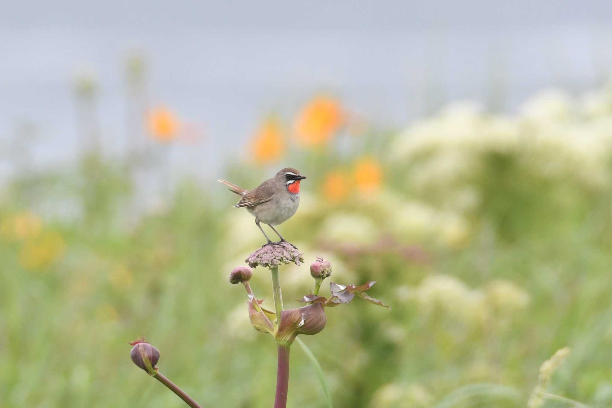 Siberian Rubythroat