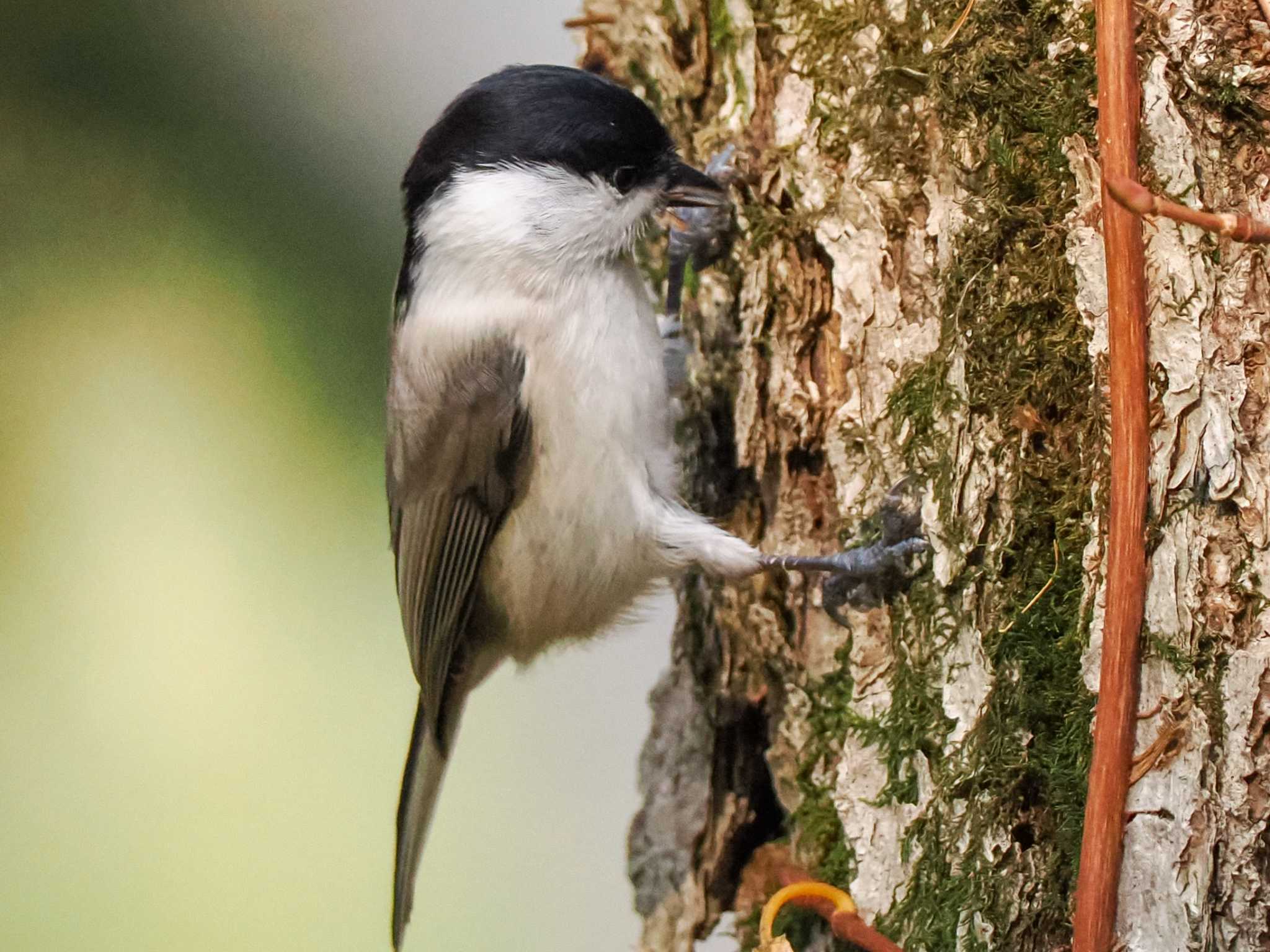 盤渓市民の森(札幌市中央区) ハシブトガラの写真 by 98_Ark (98ｱｰｸ)