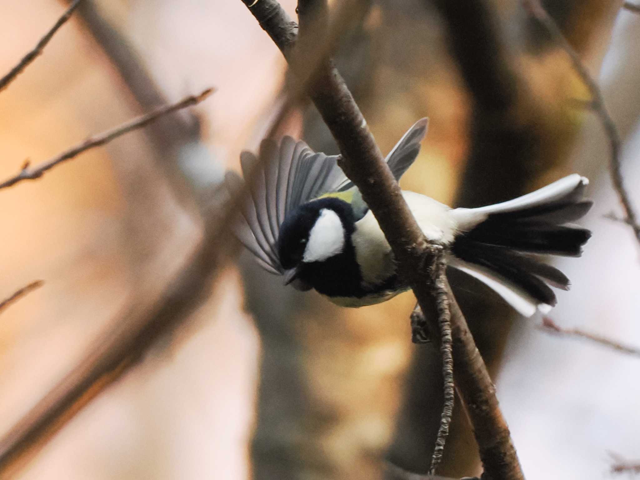 シジュウカラ