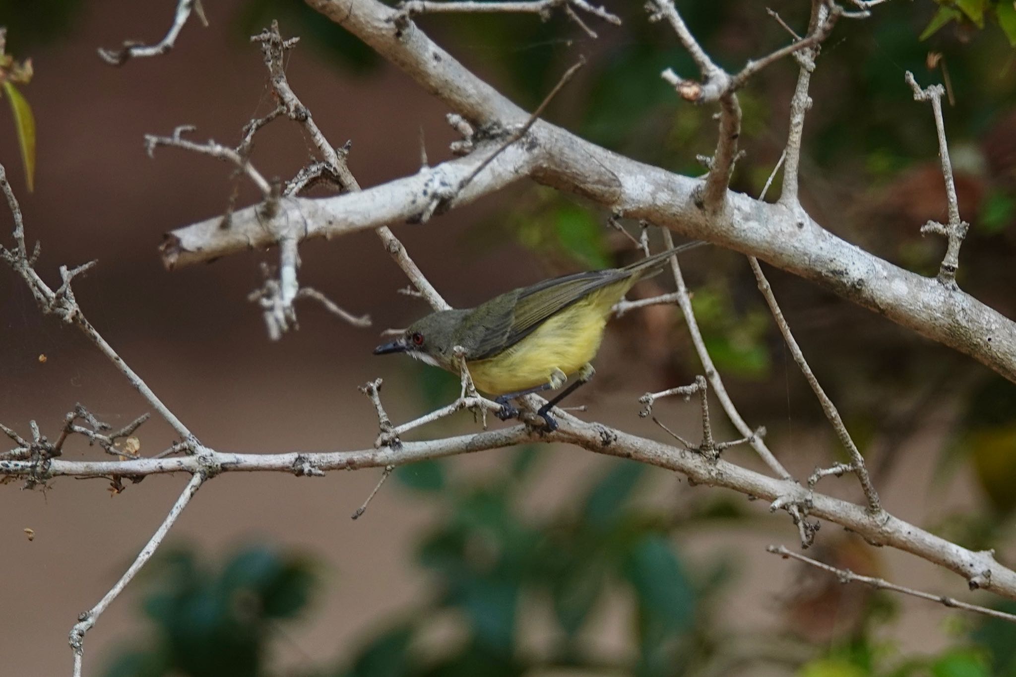 Photo of Fairy Gerygone at  by のどか