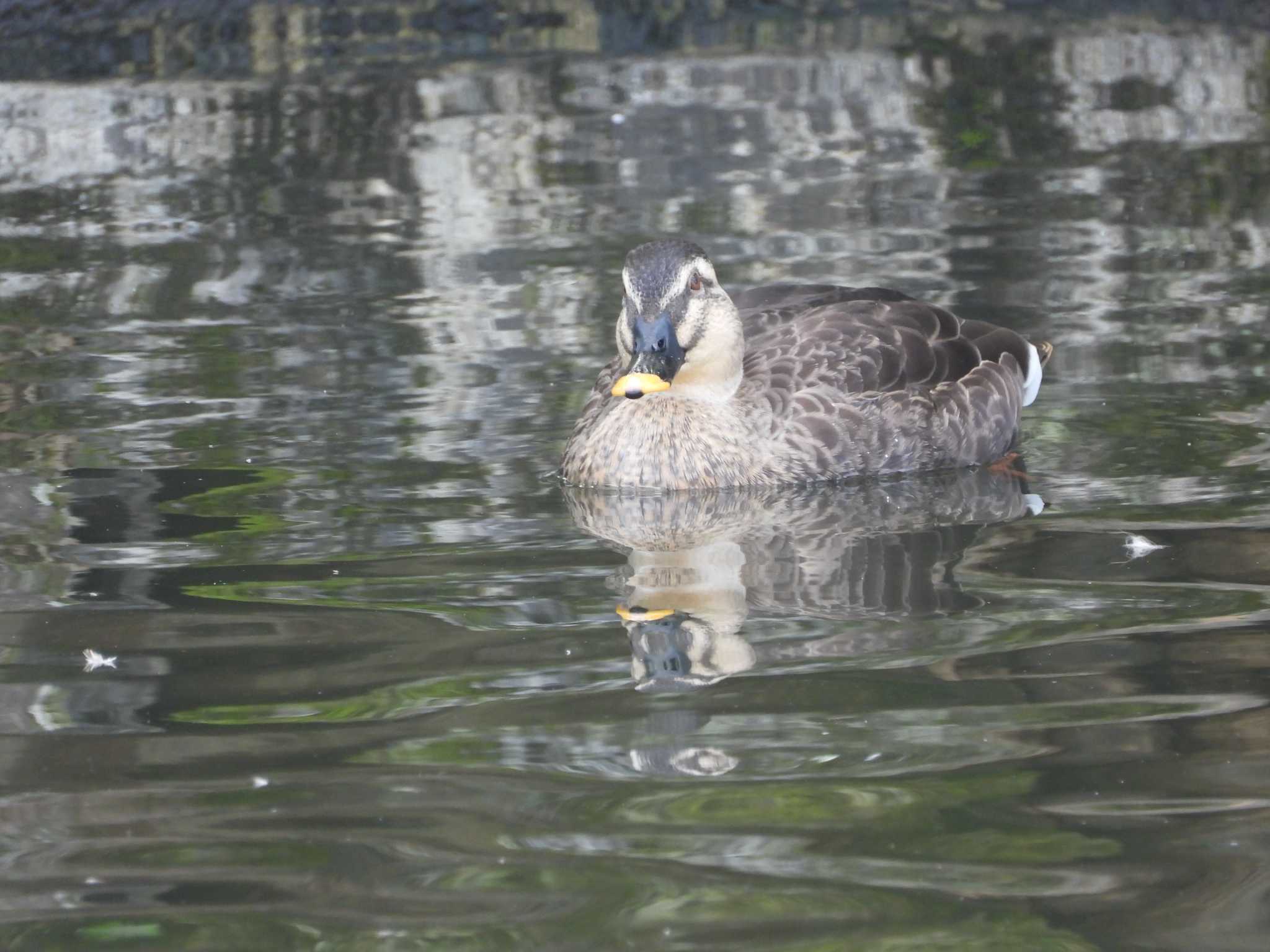 Eastern Spot-billed Duck