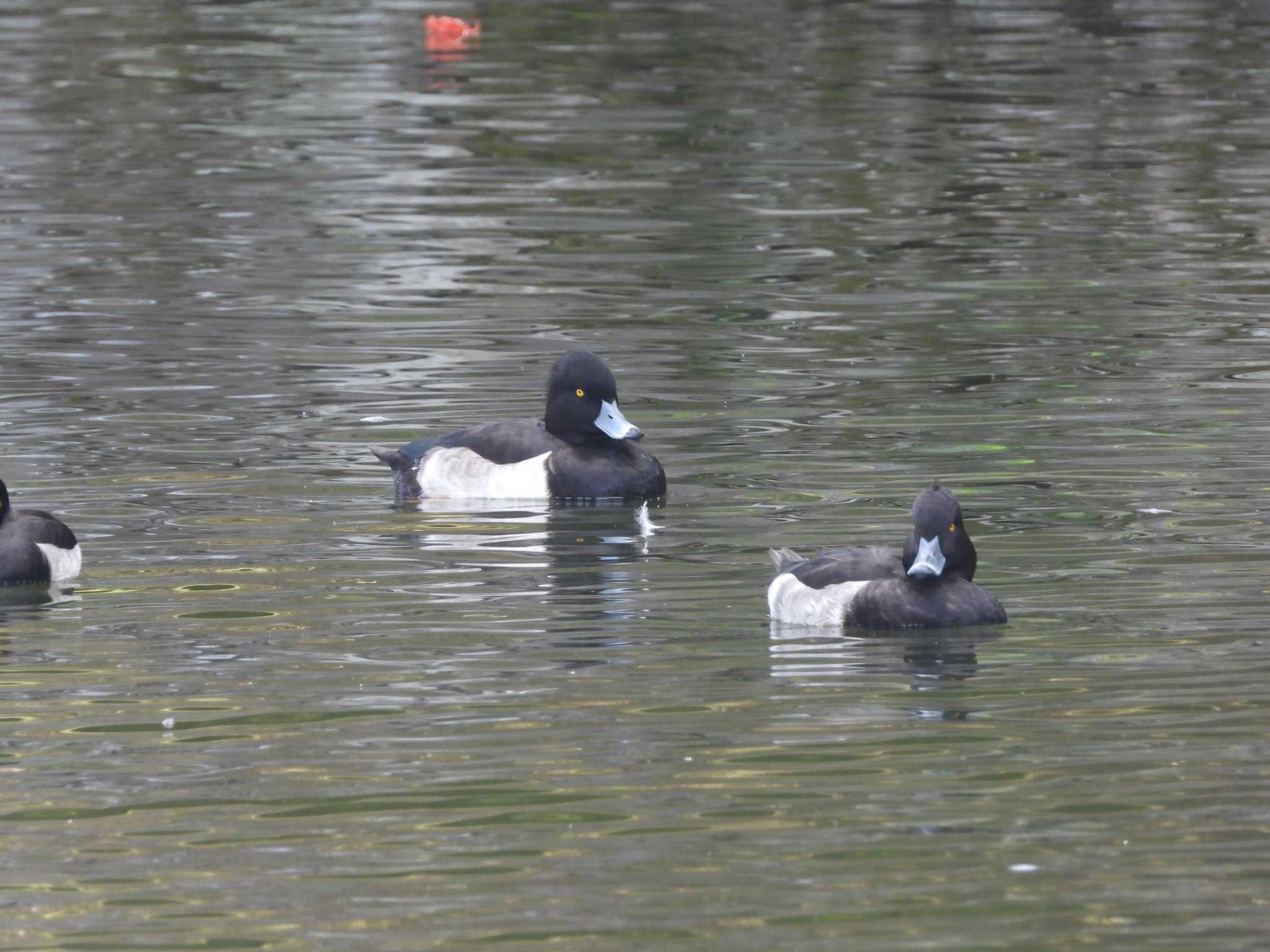 Tufted Duck