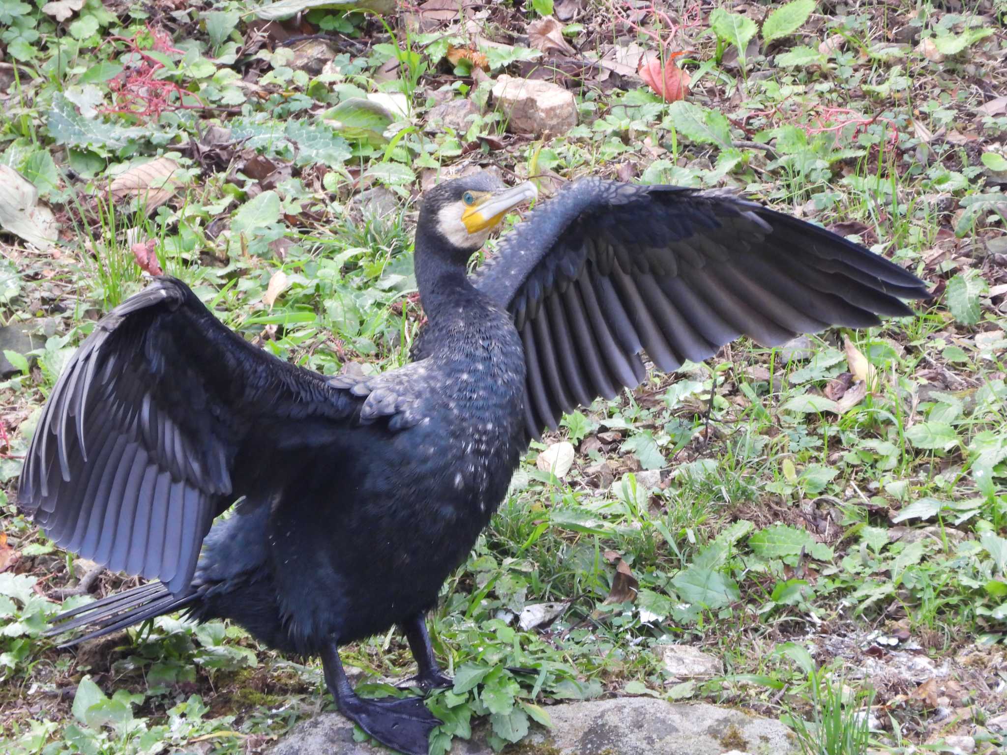 Great Cormorant