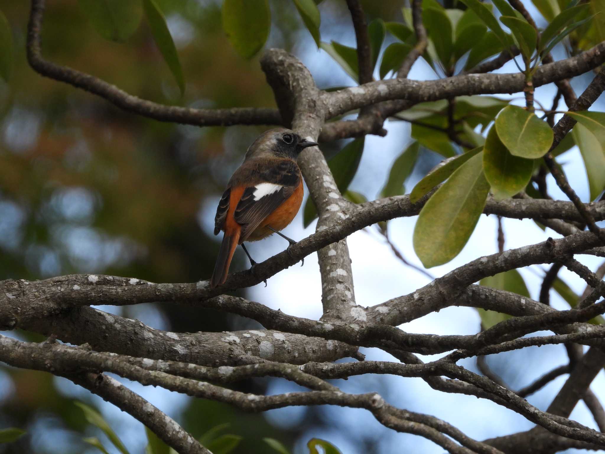 Daurian Redstart