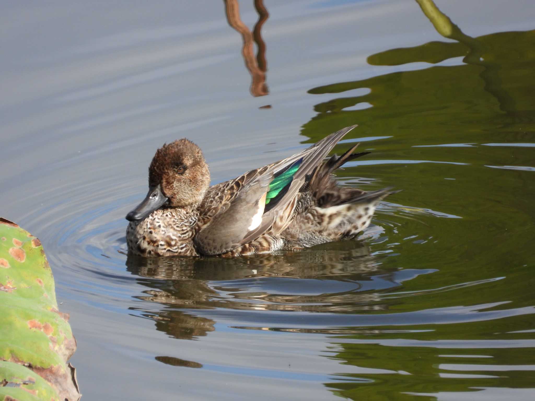 Eurasian Teal