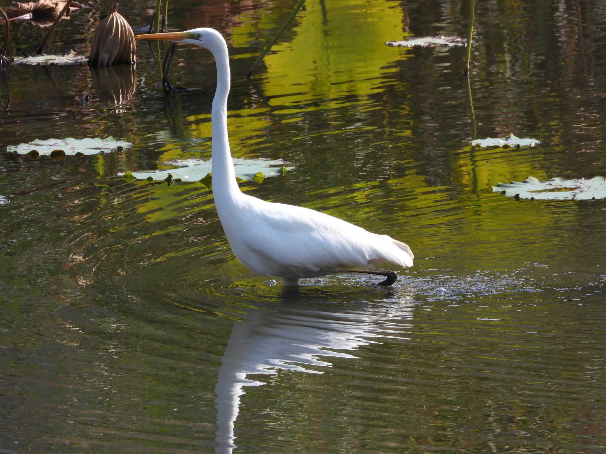 Great Egret