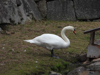 Mute Swan Hikone Castle Fri, 11/4/2022