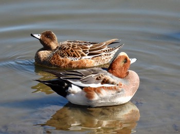 Eurasian Wigeon 波志江沼環境ふれあい公園 Sun, 11/6/2022