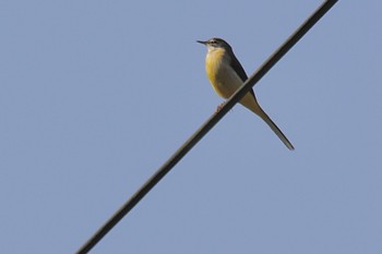 Grey Wagtail 山口県岩国市美和町 Fri, 11/4/2022