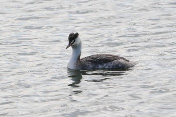 Great Crested Grebe 岸和田市内 Sat, 11/5/2022