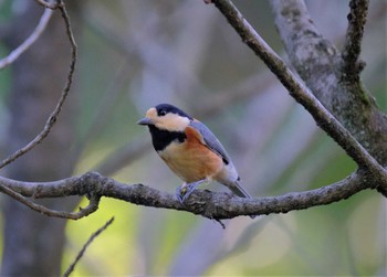 Varied Tit 東京都立桜ヶ丘公園(聖蹟桜ヶ丘) Tue, 11/8/2022